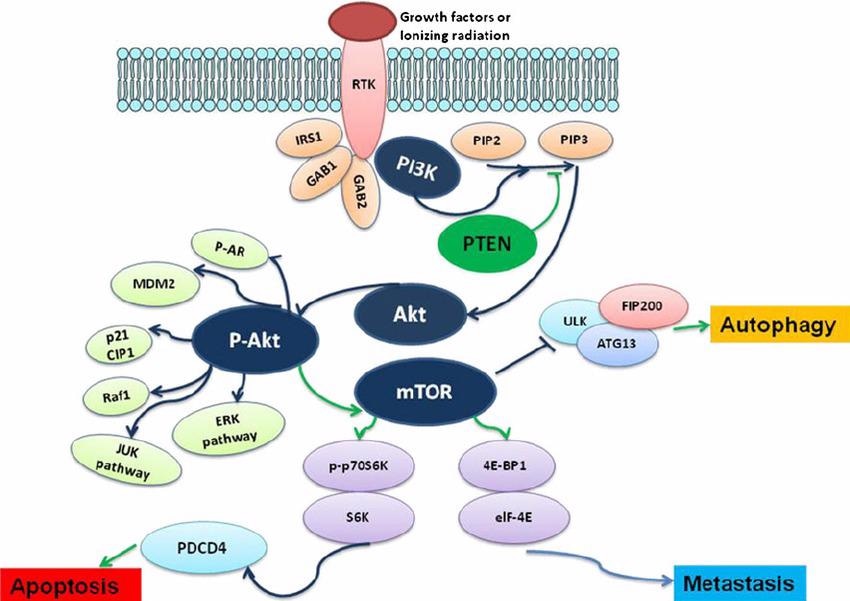 Therapeutic strategies for brain tumors: An overview