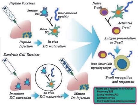Therapeutic strategies for brain tumors: An overview