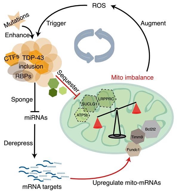 The pathology and epidemiology of Amyotrophic Lateral Sclerosis (ALS)