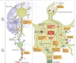 The pathology and epidemiology of Amyotrophic Lateral Sclerosis (ALS)