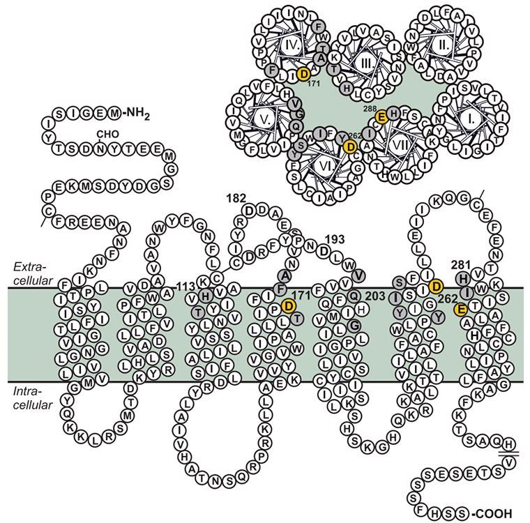 Examining the potential of CXCR4 and CCR5 as therapeutic targets for cancer and HIV therapy