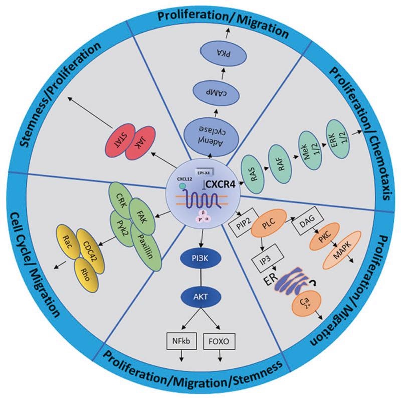 Examining the potential of CXCR4 and CCR5 as therapeutic targets for cancer and HIV therapy