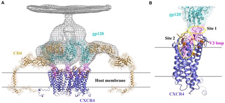 Examining the potential of CXCR4 and CCR5 as therapeutic targets for cancer and HIV therapy