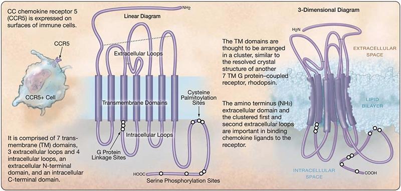 Examining the potential of CXCR4 and CCR5 as therapeutic targets for cancer and HIV therapy