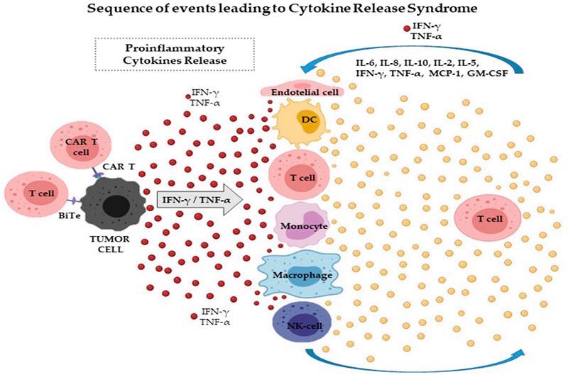 IFN-γ: Targeted antibodies for detection and monitoring