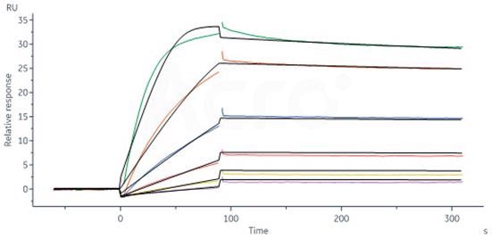 IFN-γ: Targeted antibodies for detection and monitoring