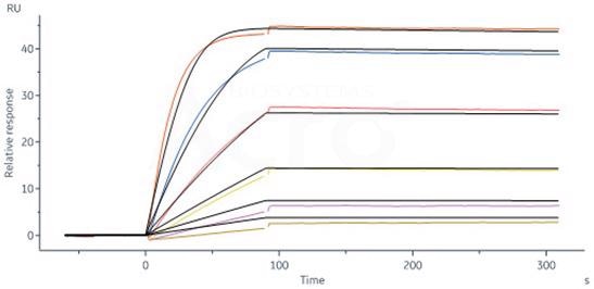IFN-γ: Targeted antibodies for detection and monitoring