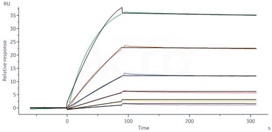 IFN-γ: Targeted antibodies for detection and monitoring