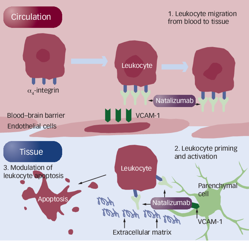 Multiple Sclerosis: Examining the pathology, etiology, and potential therapeutic drugs