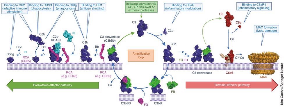 The complement cascade and its therapeutic potential in COVID-19, cancer and general inflammation