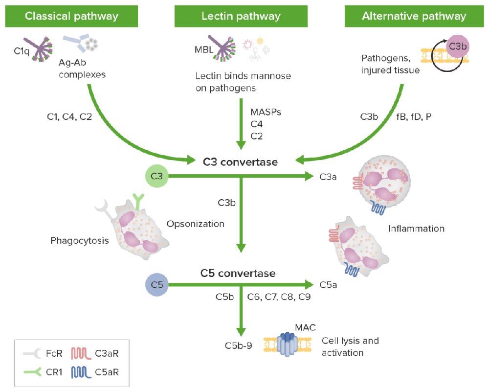 The complement cascade and its therapeutic potential in COVID-19, cancer and general inflammation