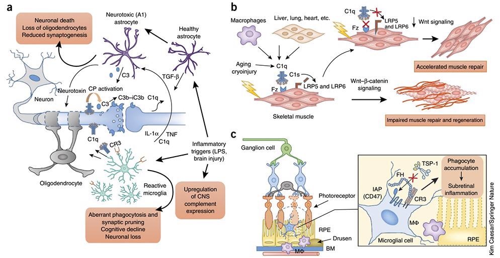 The complement cascade and its therapeutic potential in COVID-19, cancer and general inflammation