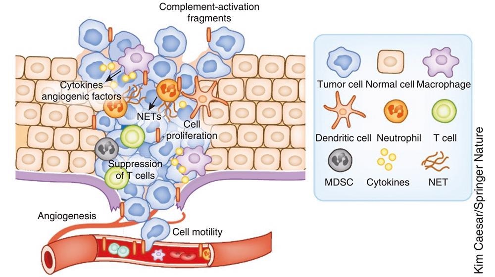 The complement cascade and its therapeutic potential in COVID-19, cancer and general inflammation