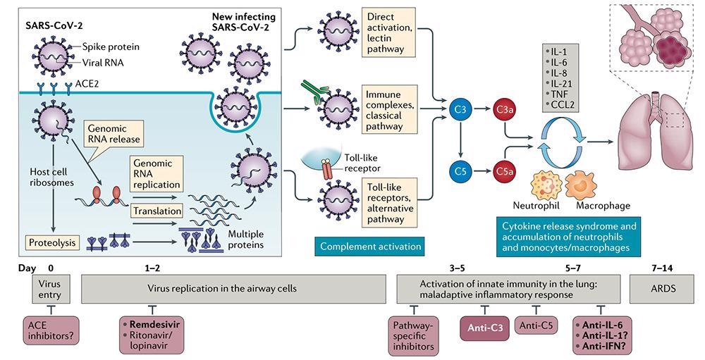 The complement cascade and its therapeutic potential in COVID-19, cancer and general inflammation