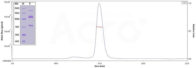 The complement cascade and its therapeutic potential in COVID-19, cancer and general inflammation