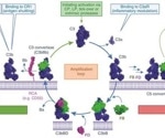 The complement cascade and its therapeutic potential in COVID-19, cancer and general inflammation