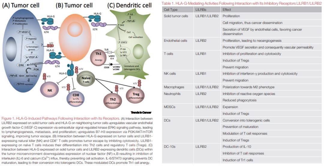 Dual targeting of both LILRB and HLA-G for an effective anti-cancer immunotherapy combination