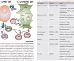 Dual targeting of both LILRB and HLA-G for an effective anti-cancer immunotherapy combination