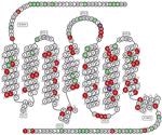 Examining SSTR2 as a potential therapeutic target for cancer therapy