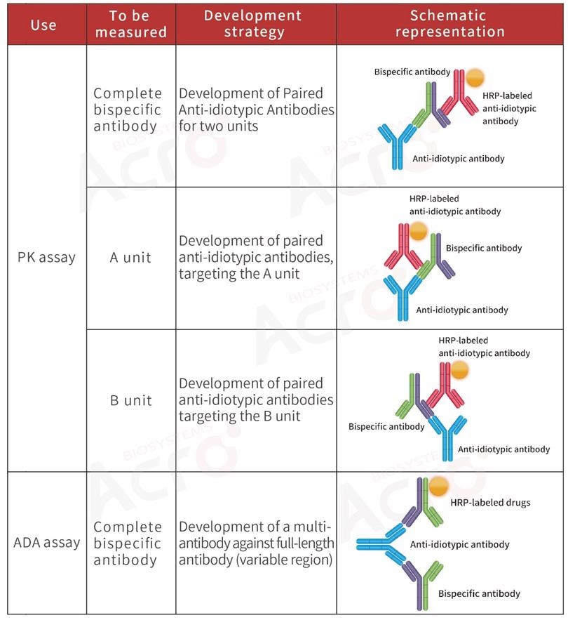 How to select a development strategy for anti-idiotypic antibodies