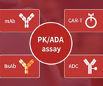 How to select a development strategy for anti-idiotypic antibodies
