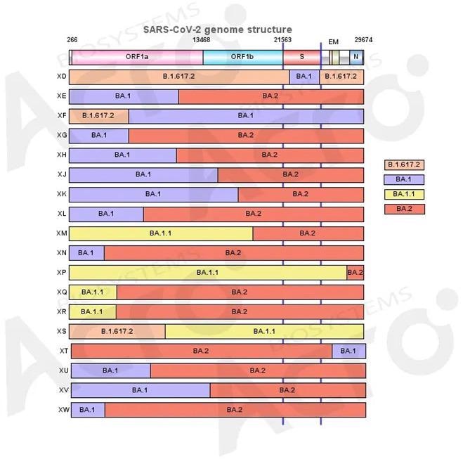 COVID-19: Omicron recombinants, where could the next strain emerge?