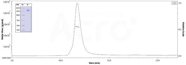 COVID-19: Omicron recombinants, where could the next strain emerge?