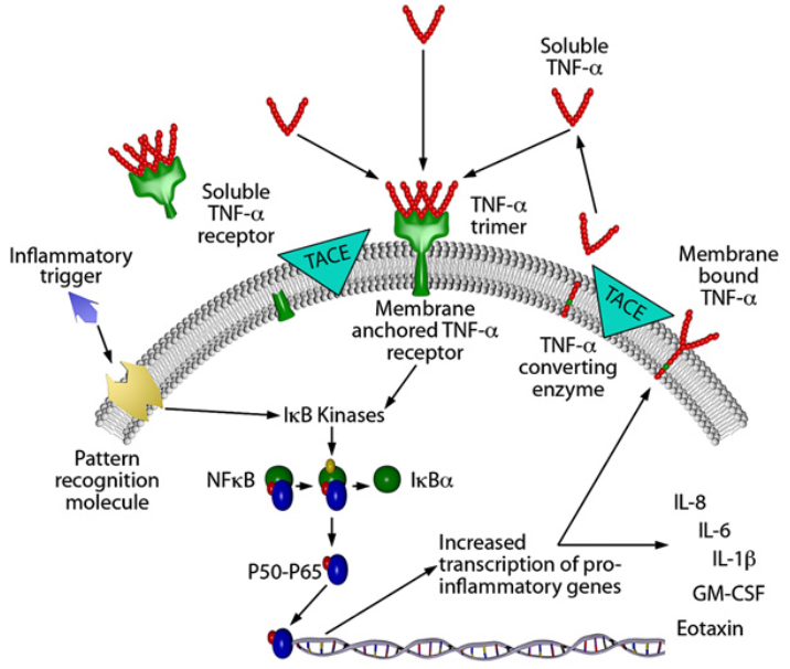 Deriving Anti-TNF antibodies for use in therapeutic drugs, vaccines, and diagnostics