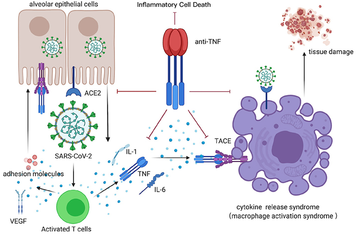 Deriving Anti-TNF antibodies for use in therapeutic drugs, vaccines, and diagnostics