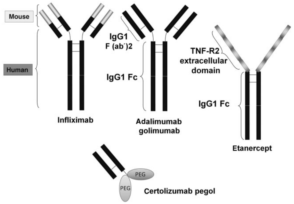 Deriving Anti-TNF antibodies for use in therapeutic drugs, vaccines, and diagnostics