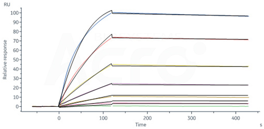 Deriving Anti-TNF antibodies for use in therapeutic drugs, vaccines, and diagnostics