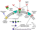 Two anti-TNFα antibodies shine for therapeutic drugs, vaccines and diagnostics