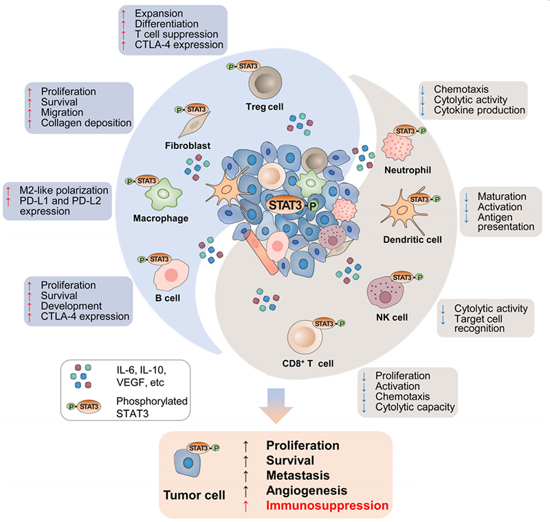 Understanding STAT3, the intersection of many carcinogenic signaling pathways
