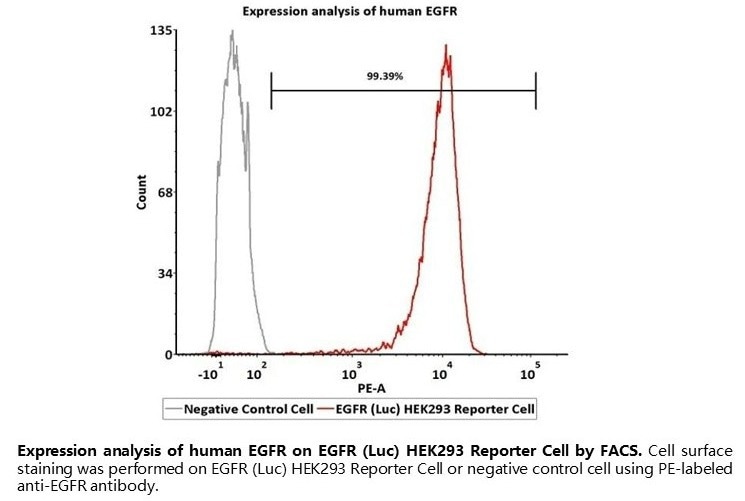 Understanding STAT3, the intersection of many carcinogenic signaling pathways