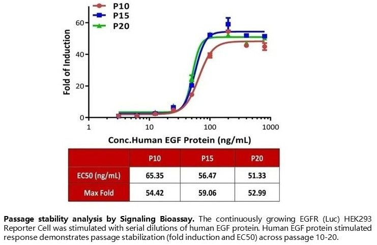 Understanding STAT3, the intersection of many carcinogenic signaling pathways