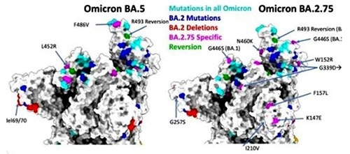 Targeting the emerging Omicron variant BA.2.75 with antigen products