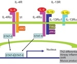 Interleukin-4 receptor (IL-4R): A drug target with massive potential