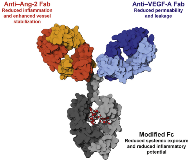 VEGF: A consistent target for antitumor therapy