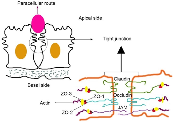Facilitating innovative drug development with FLAG Claudin family proteins Facilitating innovative drug development with FLAG Claudin family proteins