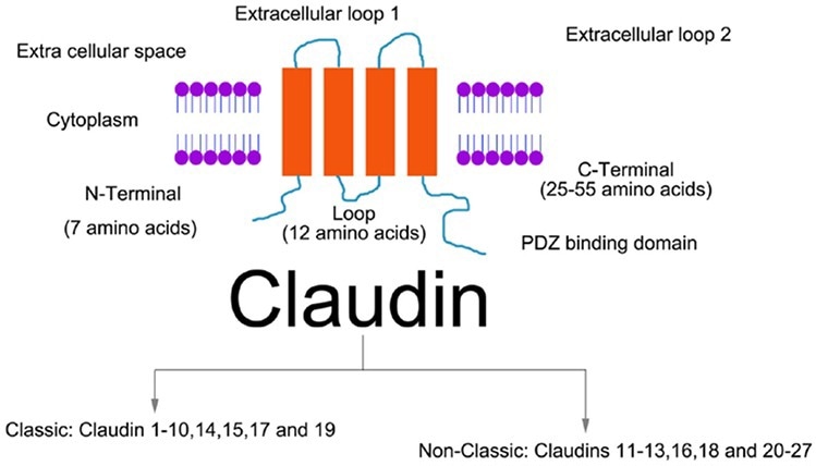 Facilitating innovative drug development with FLAG Claudin family proteins