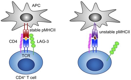 Fighting against cancer with innovative immune checkpoint therapy