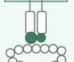 The role of cell adhesion molecules in immune and cancer therapy