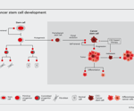 Cancer stem cells and their relation to tumor biology