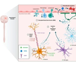 Accelerated immunotherapeutic development through improved transmembrane protein manufacturing