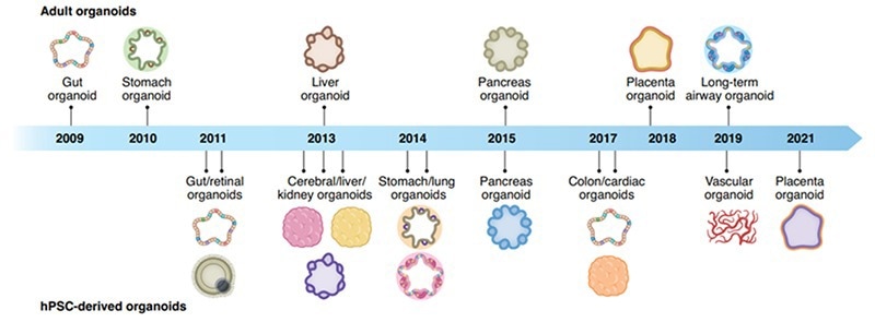 Organoid discovery of their corresponding organs through the years.