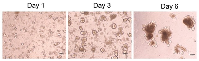 Confocal microscopy of mouse intestinal organoid growth with growth factors: human EGF (Cat. EGF-H52H3), Noggin (Cat. NON-H5257), and R-spondin1 (Cat. RS6-H4220).