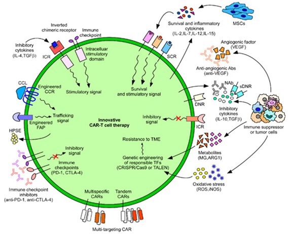 Solid Tumors: The next wall to overcome for cell therapies