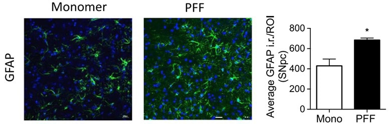 Pre-formed fibrils (PFFs) and the modelling of neurodegenerative diseases