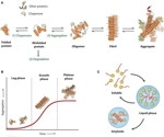 Pre-formed fibrils (PFFs) and the modelling of neurodegenerative diseases