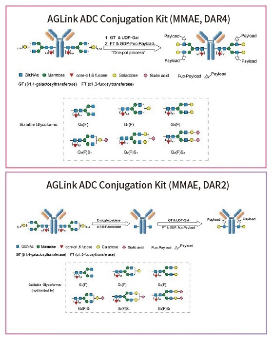 Making antibody-drug conjugate development more rapid through site-specific conjugation